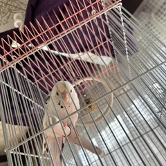 ❗️急募❗️鳥 セキセイインコ オス