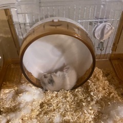 ハムスターケージの画像