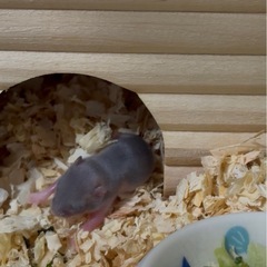 里親ジャンガリアンハムスター🐹9月29日生まれ