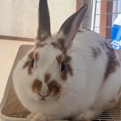無料うさぎ　里親探し