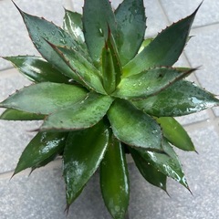 アカベの画像