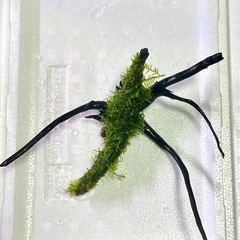 ★ 枝流木 南米ウィローモス 活着　の画像