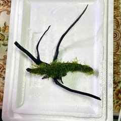 ★ 枝流木 南米ウィローモス 活着　の画像