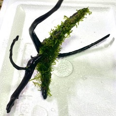 ★ 枝流木 南米ウィローモス 活着　の画像