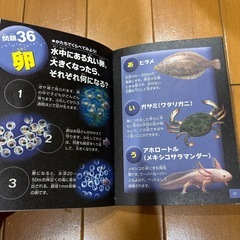 ポケット図鑑クイズブックの画像