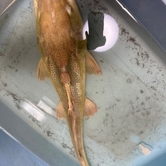 プラチナレッドテールタイガーシャベルキャットの画像