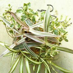 観葉植物オリヅルランの画像
