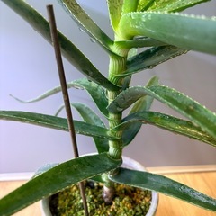 観葉植物　アロエ(たぶん)の画像