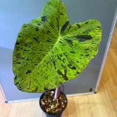 観葉植物　コロカシアＡの画像