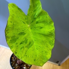 観葉植物　コロカシアＡの画像
