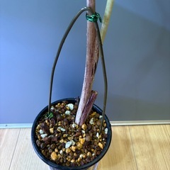 観葉植物　コロカシアＡの画像