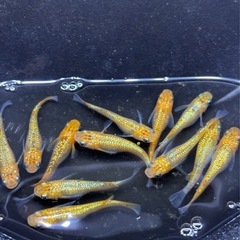 (配送可能)宮桜光体型混じり稚魚13匹の画像