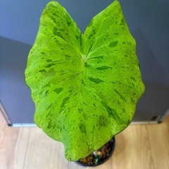 観葉植物　コロカシアＢの画像