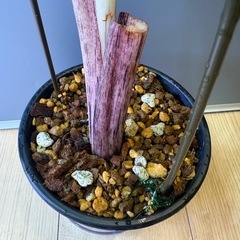 観葉植物　コロカシアＢの画像