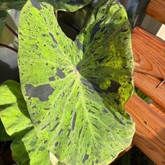 観葉植物　コロカシアＢの画像