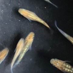 メダカ　夜桜ゴールド　7匹の画像