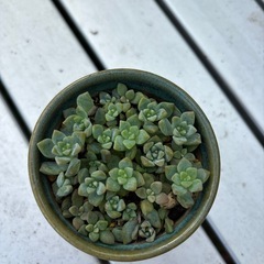 多肉寄せ植えＤの画像