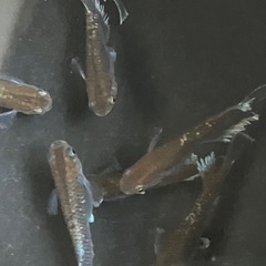 メダカ　レッドクリフダーク　7匹の画像