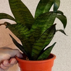 観葉植物　　サンスベリア子株の画像
