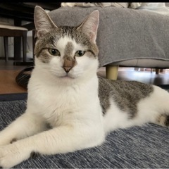 撫でられるのが大好きな３歳オス猫。