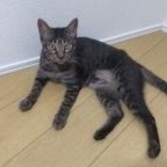 生後1歳５か月の兄弟猫（キジトラ猫（♂）＆黒猫(♀)）です。