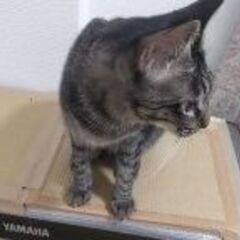 生後1歳6か月の兄妹猫（キジトラ猫（♂）＆黒猫(♀)）です。（1匹でも引き取り可能です。） - 土浦市