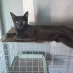 生後1歳6か月の兄妹猫（キジトラ猫（♂）＆黒猫(♀)）です。（1匹でも引き取り可能です。） - 猫