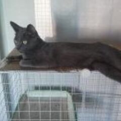 生後1歳6か月の兄妹猫（キジトラ猫（♂）＆黒猫(♀)）です。（1匹でも引き取り可能です。） − 茨城県