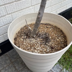 植木鉢　プランター　鉢植え　の画像