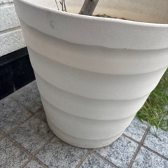 植木鉢　プランター　鉢植え　の画像