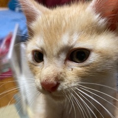 秋田県内の方で里親様を急募しています！