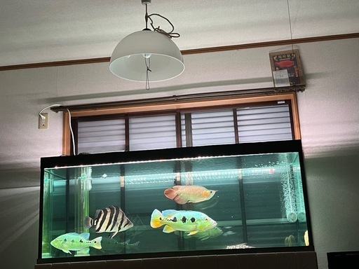 ダトニオプラスワン 目測35cm