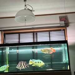 ダトニオプラスワン 目測35cmの画像