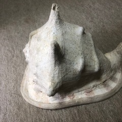 貝・オブジェの画像