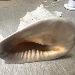 貝・オブジェの画像