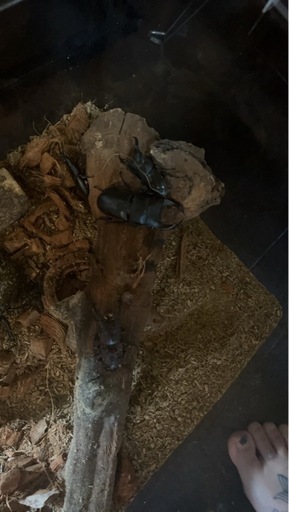 カブトムシ 6匹