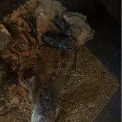 カブトムシ 6匹の画像