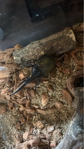 カブトムシ 6匹