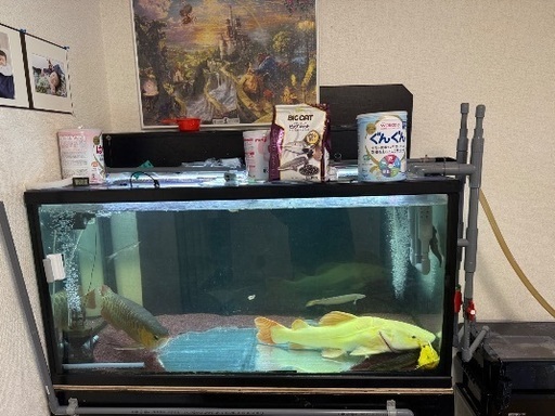 本日限定格安120×60×60cmガラス水槽！+上部フィルター