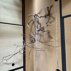 流木の画像