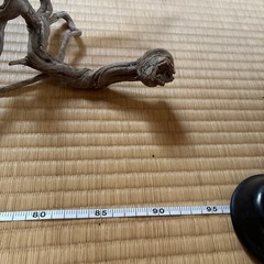 流木の画像