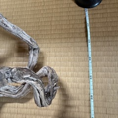 流木の画像