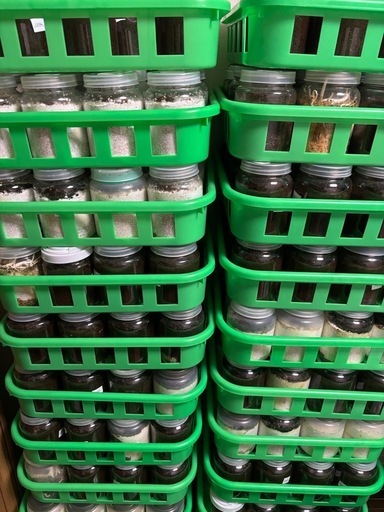 【飼育引退品】幼虫ランダム16頭セット 菌糸、マットボトル、ボトルコンテナ付き