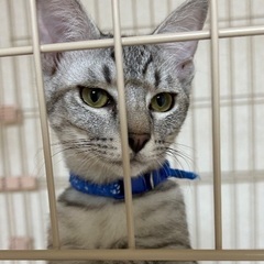 沖縄からのグレー系キジトラ♂7カ月人馴れ抜群のリオ