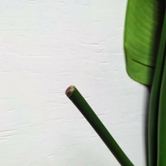 ストレチア（造花）（光触媒）の画像