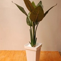 ストレチア（造花）（光触媒）の画像