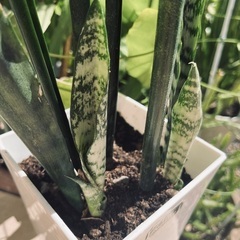【お花が咲いたサンスベリア】再出品です。の画像