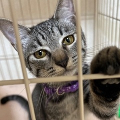 沖縄からのキジトラ推定7カ月♂人馴れ抜群ノエくん