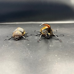 親161mm【ペア】DHリッキー ♂136mm♀71mm  ※送料事前連絡にて変更可 ※直接受け渡しに変更可の画像