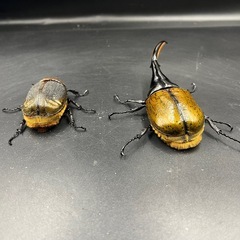 親161mm【ペア】DHリッキー ♂136mm♀71mm  ※送料事前連絡にて変更可 ※直接受け渡しに変更可の画像
